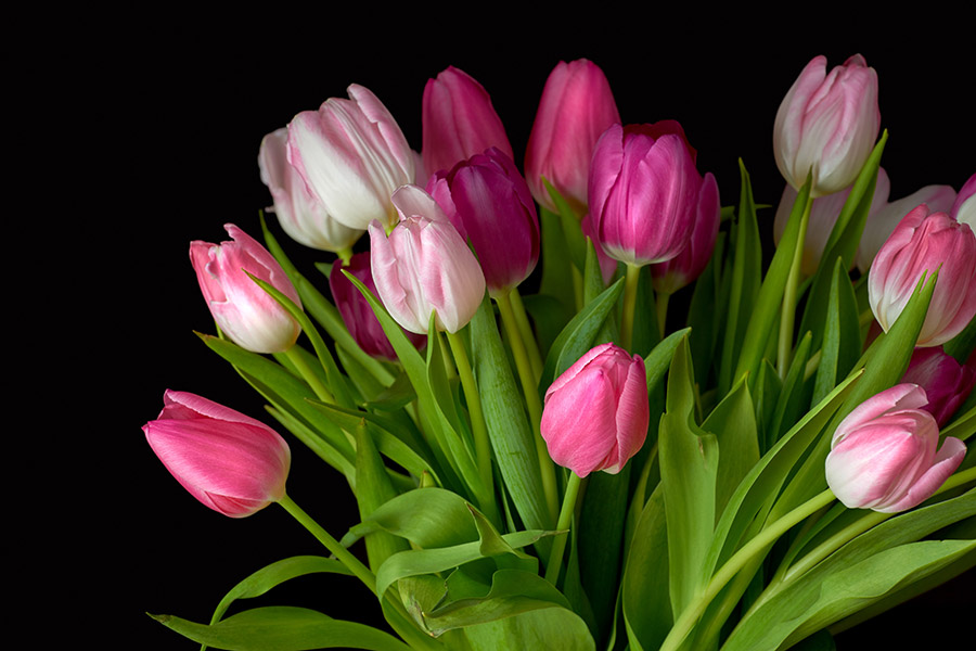 Tulpen und Schnittblumen aus dem Supermarkt in Berlin